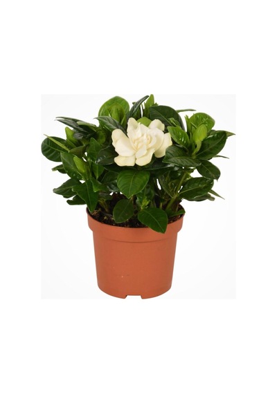 Videolu Yoğun Kokulu Gardenya 1 Adet Saksılı 15-30cm Ev Ofis Salon Bitkisi Gardenia Jasmionides