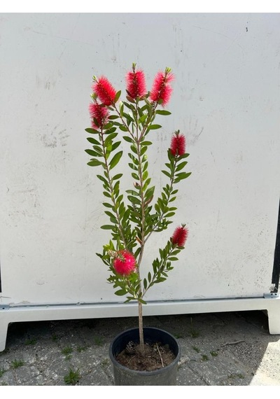 Fırça Çalısı Çiçeği Callistemon Laevis 30-60 Cm