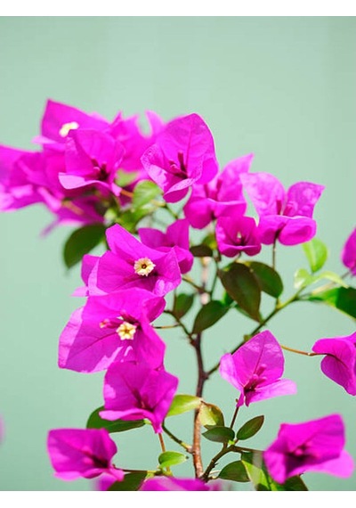1 Adet Pembe Begonvil Çiçeği Fidanı 40-60 Cm Saksılı Çiçekli Bodur Bitkiler Bougainvillea