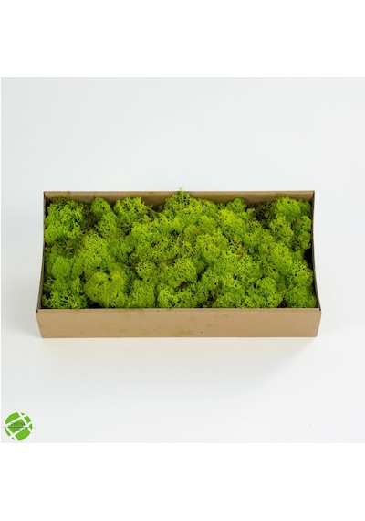 Reindeer Moss Lime Şoklanmış Norveç Yosunu 250gr