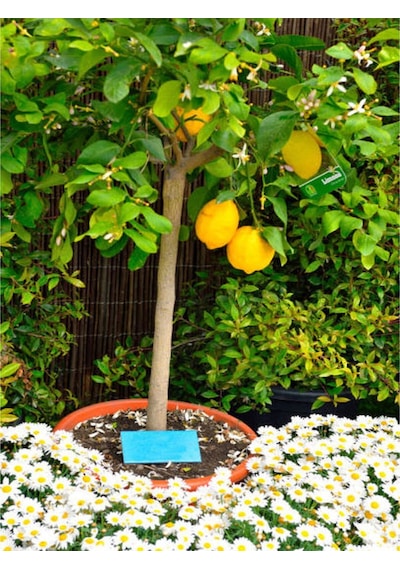 Videolu Bol Sulu Limon Fidanı 80 100 Cm 1 Adet Tüplü Interdonato Lemon
