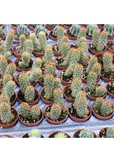 Kızıl Kaktüs - Radyasyon Düşmanı, 5.5 Cm Saksıda 1 Adet