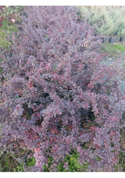 Berberis Thunbergii Hanım Tuzluğu Fidanı.tüplü