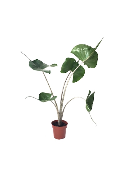 Alocasia Macrorrhiza 'Stingray' (Fil Kulağı) Ø12 CM Y45-50 CM