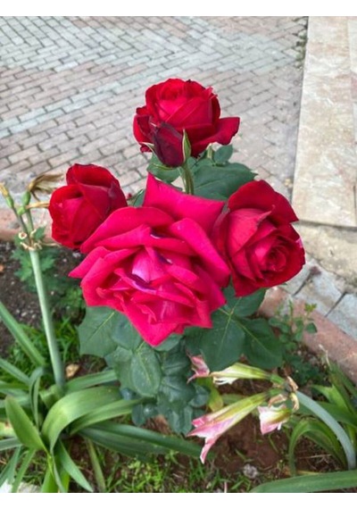 Videolu Özel Seri Gül Fidanı Kırmızı Renk 30 40 Cm 1 Adet Aşılı Gül Red Rose