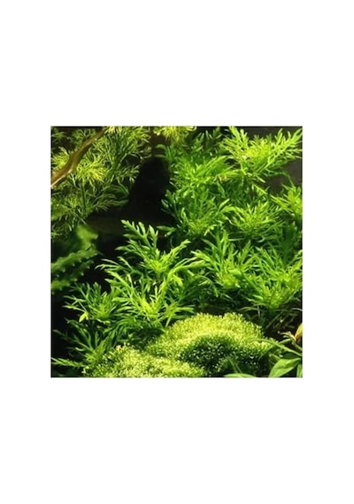 Canlı Bitki Hygrophila Difformis, 4-6 Kök Olarak