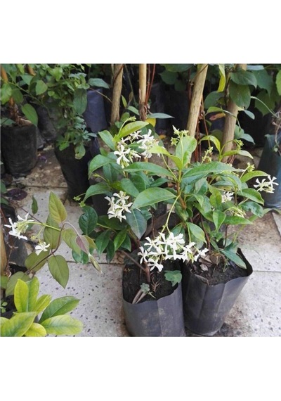 Videolu Mis Kokulu Arap Yasemini 40 50 Cm 9 Adet Saksılı /tüplü Rhyncospermum Jasminoides