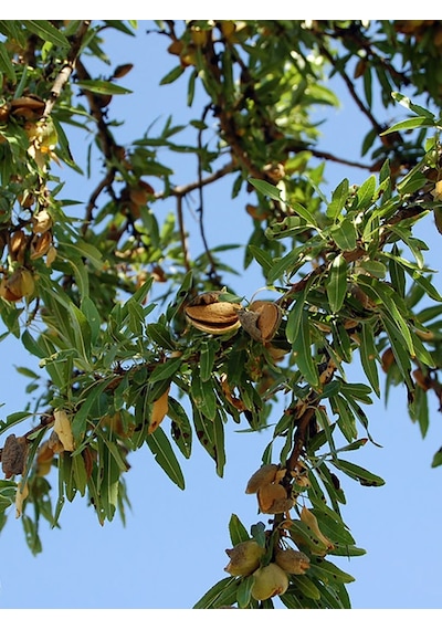 Aysenin Badem Çekirdeği Yağı / Almond Kernel Oil 50  ML