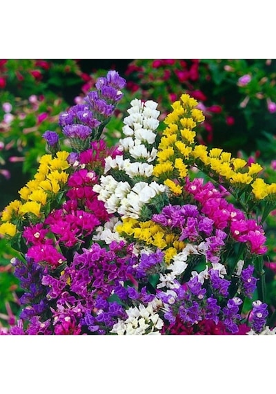 Limonium Sinuatum Blue River Deniz Lavantası Tohumu 30 Tohum