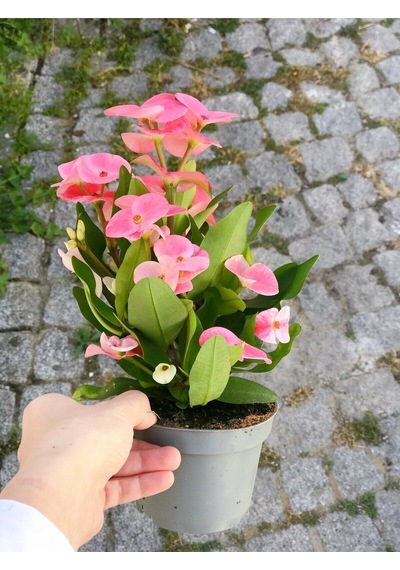 Videolu Milli Dikenler Tacı 15 45 Cm Saksılı Kaktüs Euphorbia
