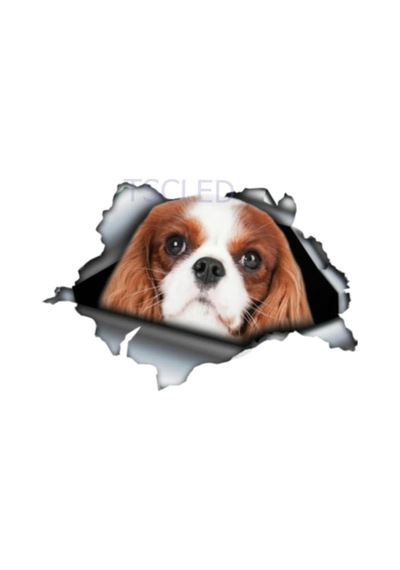 Cavalier King Charles Pet Araba Çıkartmaları