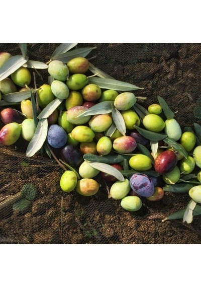 Kırmalık ve Yağlık Ayvalık Edremit Zeytin Fidanı