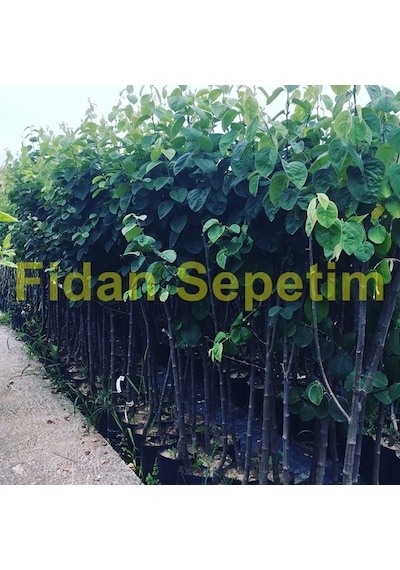 3 Yaş Aşılı Ekmek Ayva Fidanı