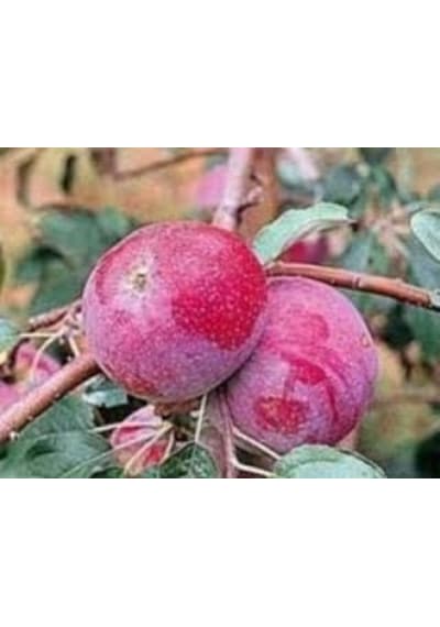 5 Yaş, Aşılı Elma Fidanı RED STAR, Torbada, +120 Cm
