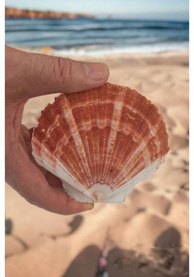 Scallop Shell Deniz Kabuğu Büyük Boy 6-ss