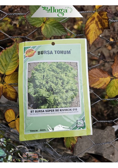 Yerli Kıvırcık Marul Tohumu