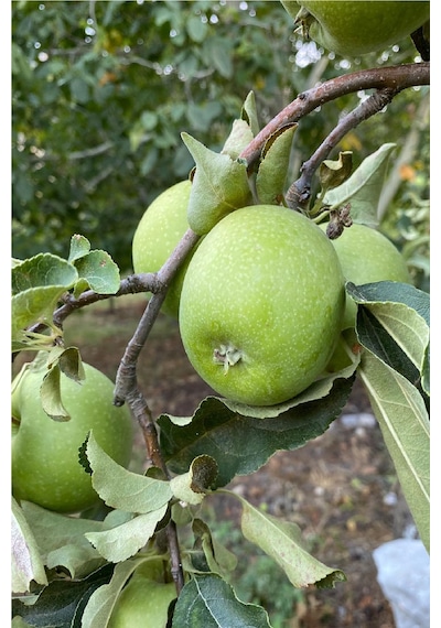 2 Adet Aşılı Yeşil Elma Granny Smith Fidanı 3 Yaş