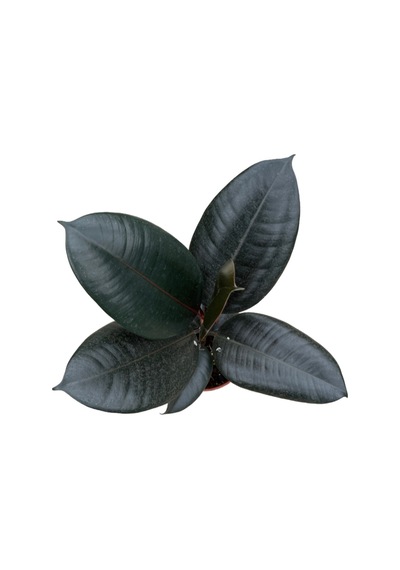 Ficus Elastica 'abidjan' Kauçuk Çiçeği Ø12 Cm Y30-35 Cm