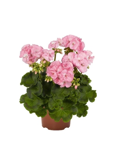 Sardunya Fidanı Saksılı Açık Pembe 10-20 Cm