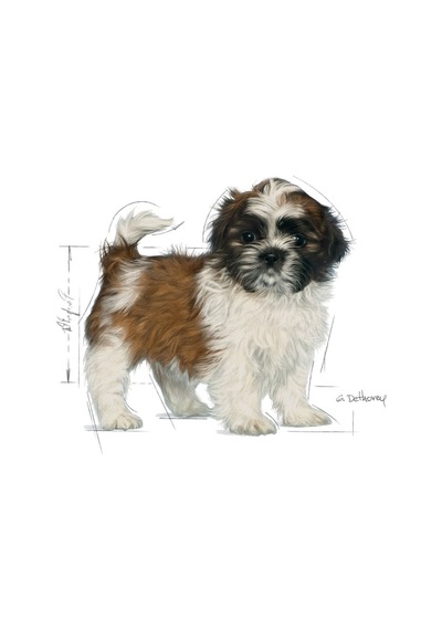 Royal Canin Shih Tzu Puppy Irka Özel Yavru Köpek Maması 1500 G
