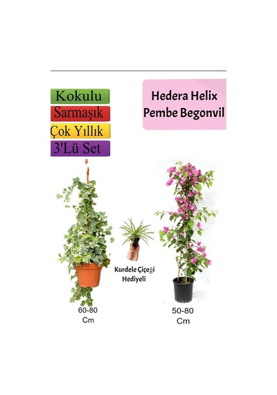 Hedera Hex Sarmaşığı+ Pembe Begonvil+ Kurdele Çiçeği
