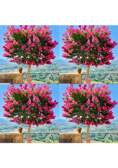Videolu Mis Kokulu 4 Adet Oya Ağacı Fidanı Tüplüsaksılı 30-60cm Lacebark Pine Sapling Diğer