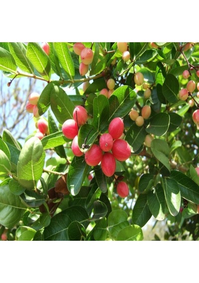 Natal Eriği Tohumu 3 Tohum N114028