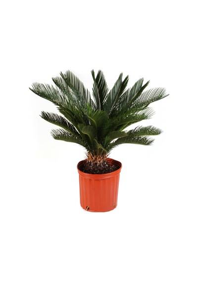 Ithal Nadir Cycas Sikas Revoluta Tohum Süs Ağacı Tohumu 9 Dev Tohum