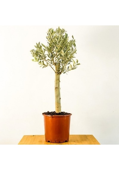 Bonsai Zeytin Olea Europeana Macro Bonsai 3 Adet