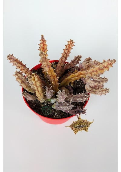 Huernia Zebrina Asclepiadaceae Leş Kaktüsü Leopar Desen Çiçekli