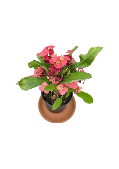 Kırmızı Euphorbia Milii Dikenler Tacı 10-20 Cm