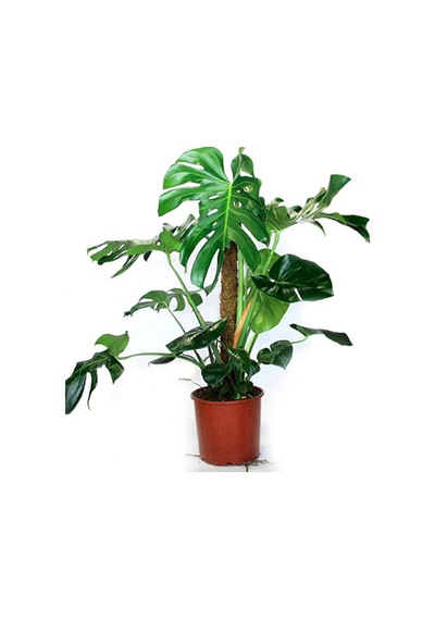 Monstera Yosun Gövdeli 2 Adet Deve Tabanı 80-100 Cm 2452
