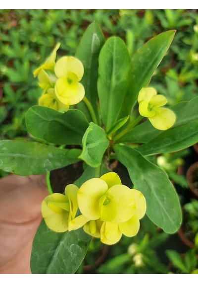 Videolu Sarı Çiçekli Milli Dikenler Tacı 10 45 Cm Saksılı Canlı Kaktüs Euphorbia