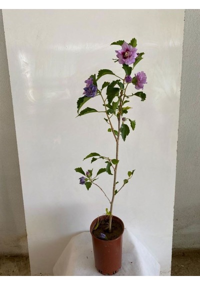 Favori Ürün Pembe Renk Hatmi Çiçeği Ağacı 1 Adet Sakıslı/tüplü 40-70cm Dış Mekan Bahçe
