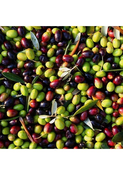 Her Bölgeye Uyguntüplü Tüplü Malatya Zeytini Fidanı Sıkımlık Ve Sofralık