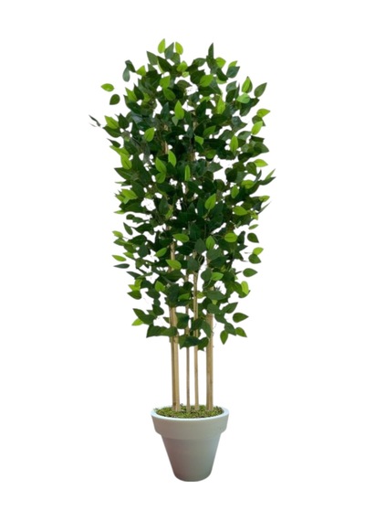 120 Cm Benjamin 5 Çubuklu Beyaz Plastik Saksı Yeşil