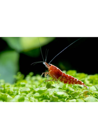 Kiraz Karides 10 Adet 1-1,2 Cm