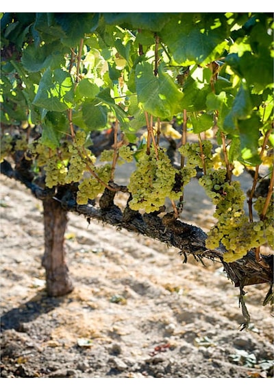 Videolu Bol Sulu Tatlı Çekirdeksiz Üzüm 40 60 Cm Tüplü Dış Mekan Bitkisi Thompson Seedless