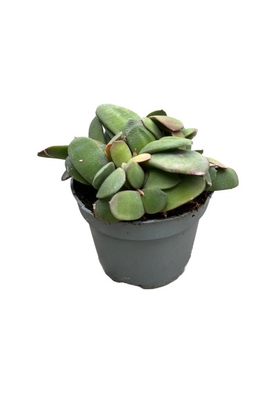 Gasteria Glomerata (Sukulent) Ø8,5 CM Y10-15 CM