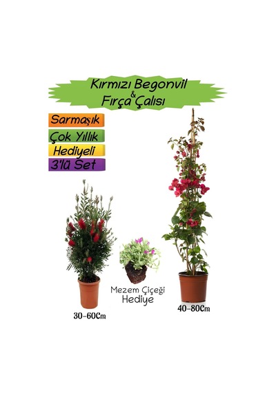 Kırmızı Renk Begonvil+kırmızı Fırça Çalısı+mezem Çiçeği 3'lü Peyzaj Seti