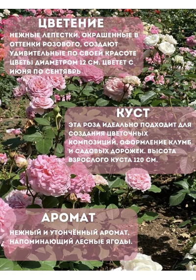 Dream Roses Ashley Gülü Fidanı 146361428