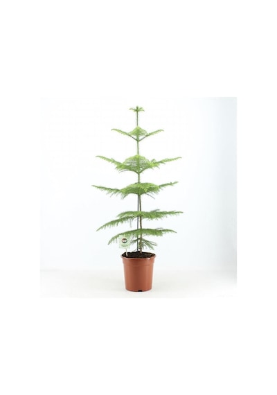Videolu Arokarya Salon Çamı 1 Adet Saksılı/ Tüplü 40-50cm Salon Ofis Bitkisi