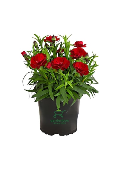 Kokulu Kırmızı Karanfil Çiçeği Bodur Cins Red Dianthus 1 Adet Saksılı 15-25cm