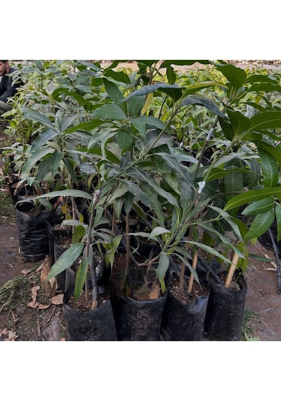 Aşılı Keitt Mango Fidanı - 2 Yaş - Tüplü 60-70 Cm - Lifsiz Dev Meyveli Tropikal Meyve Ağacı