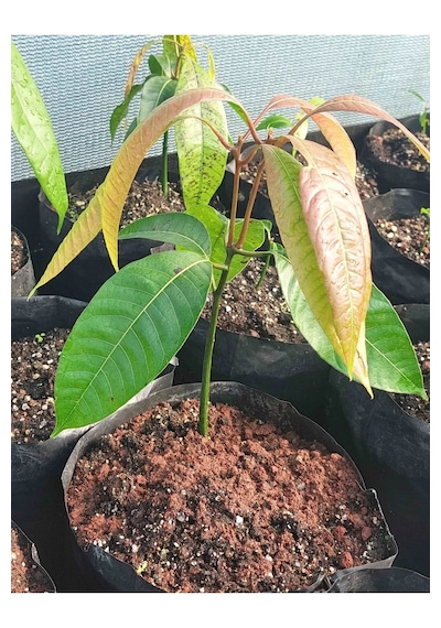 Cox Shine Mersin Mango Fidanı Aşısız 1 Yaş 15-20 Cm