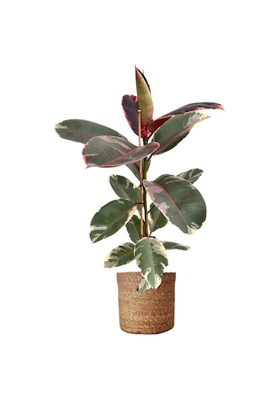 Thebestonline Pembe Alacalı Kauçuk, 60-80 Cm