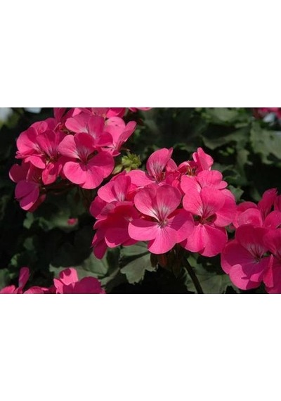 Sardunya - Saksıda Pembe Renk 10 Adet