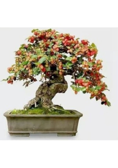 Ithal Karadut Bonsai Ağacı Tohumu Ekim Seti