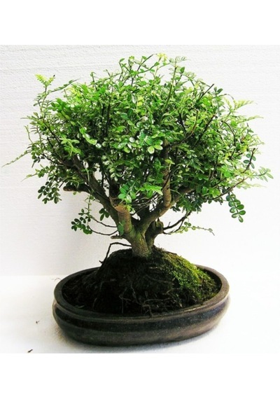 Bodur Karabiber Bonzai Ağacı Tohumu 5 Adet Bonsai Ağacı Tohumu