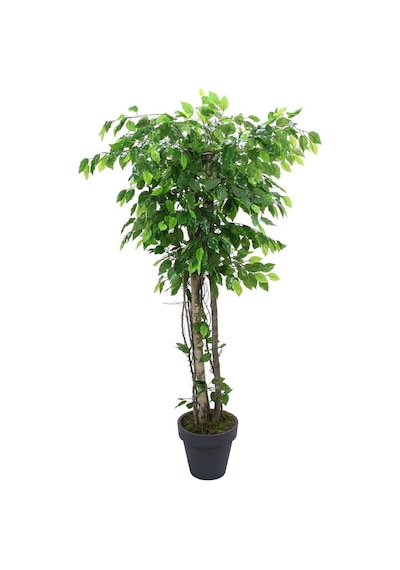 Yapay Ficus Benjamin Ağacı 170 Cm